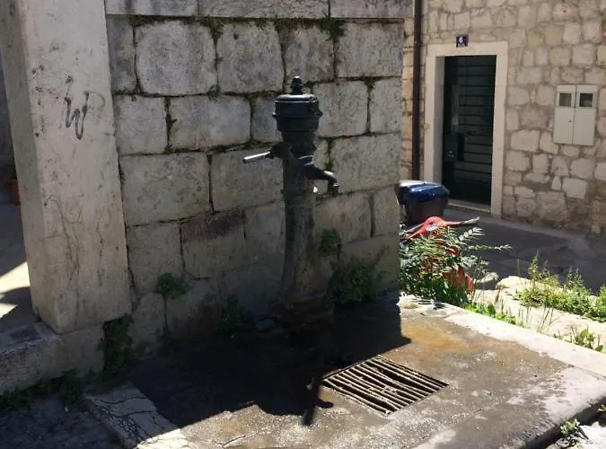 Morus Alba * 스플리트